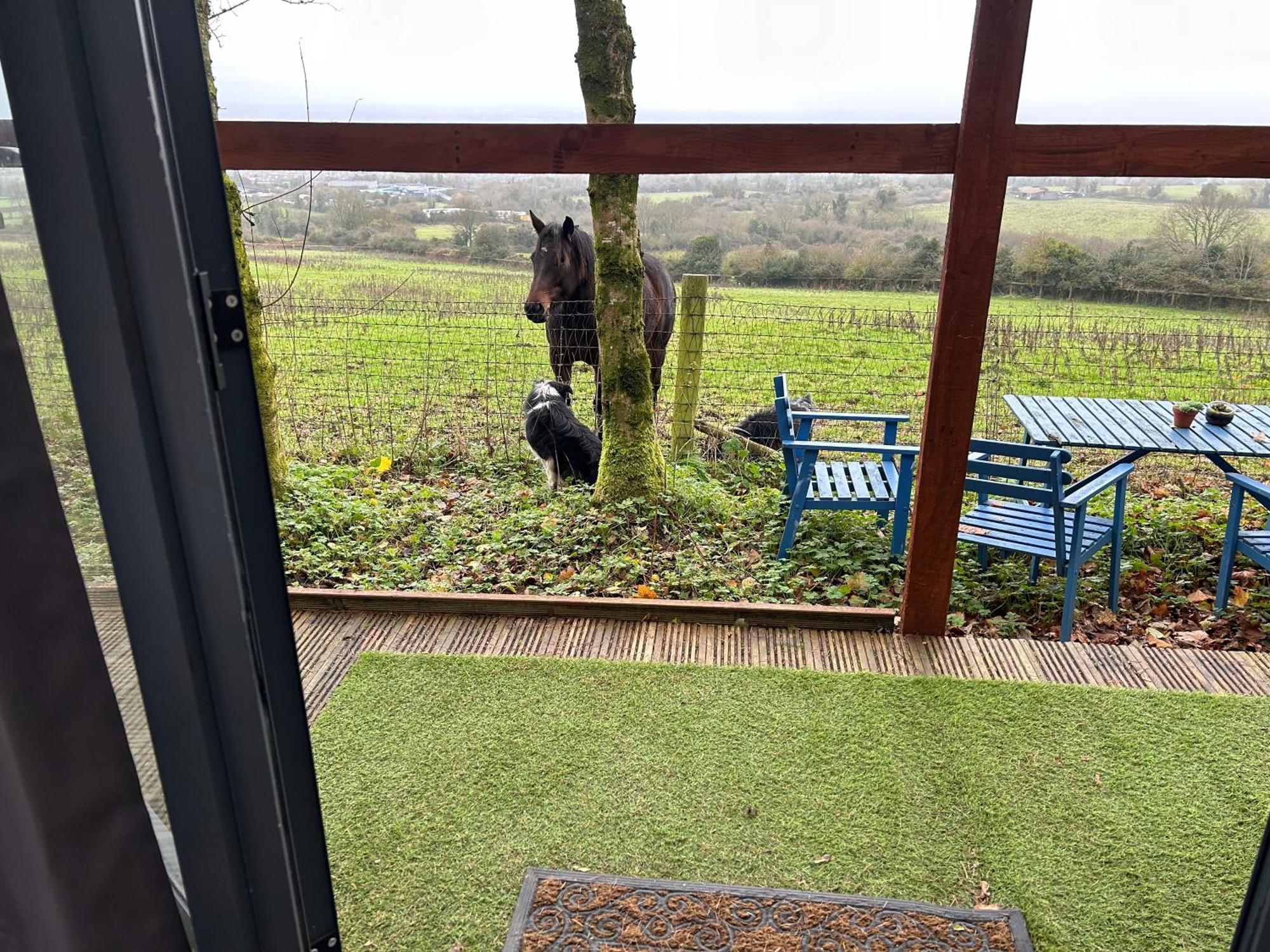 Sky Gazer Cabin In The Woods Dublin Exterior foto